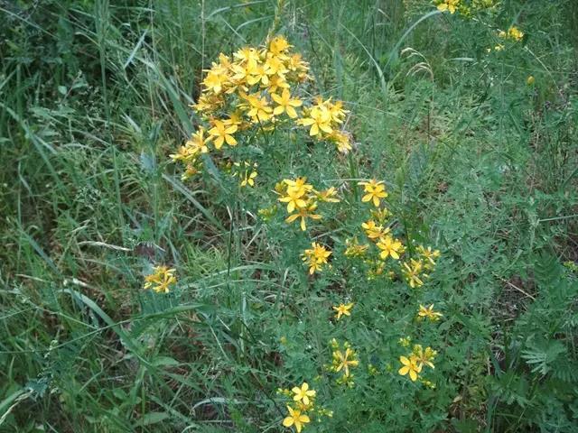 Třezalka tečkovaná